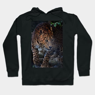 Wild scary Tiger Hoodie